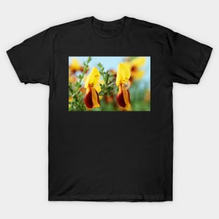 Cytisus scoparius f. andreanus  Broom T-Shirt